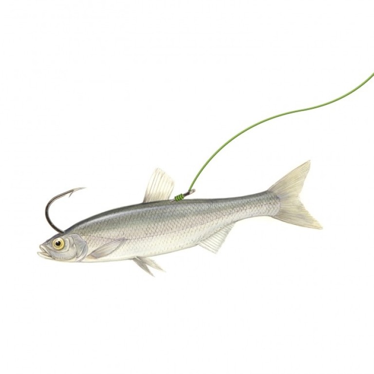 Nevis Zander Pro Süllőző horog